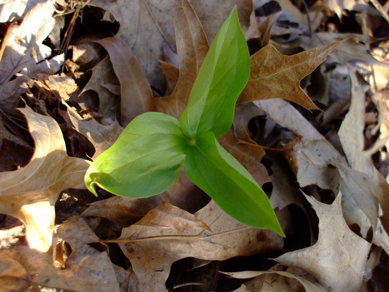 Trillium undulatum